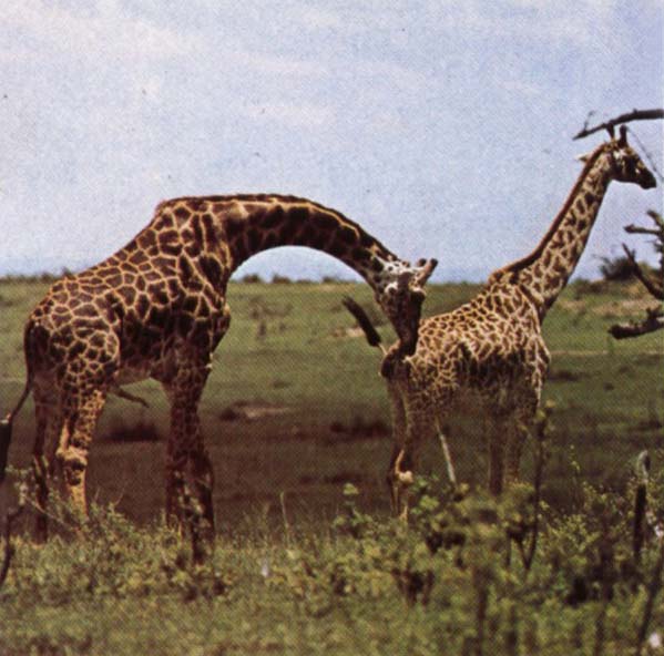 unknow artist To grand hojder an giraffe nar no other landvarelse wonder utovande of slaktbestyren